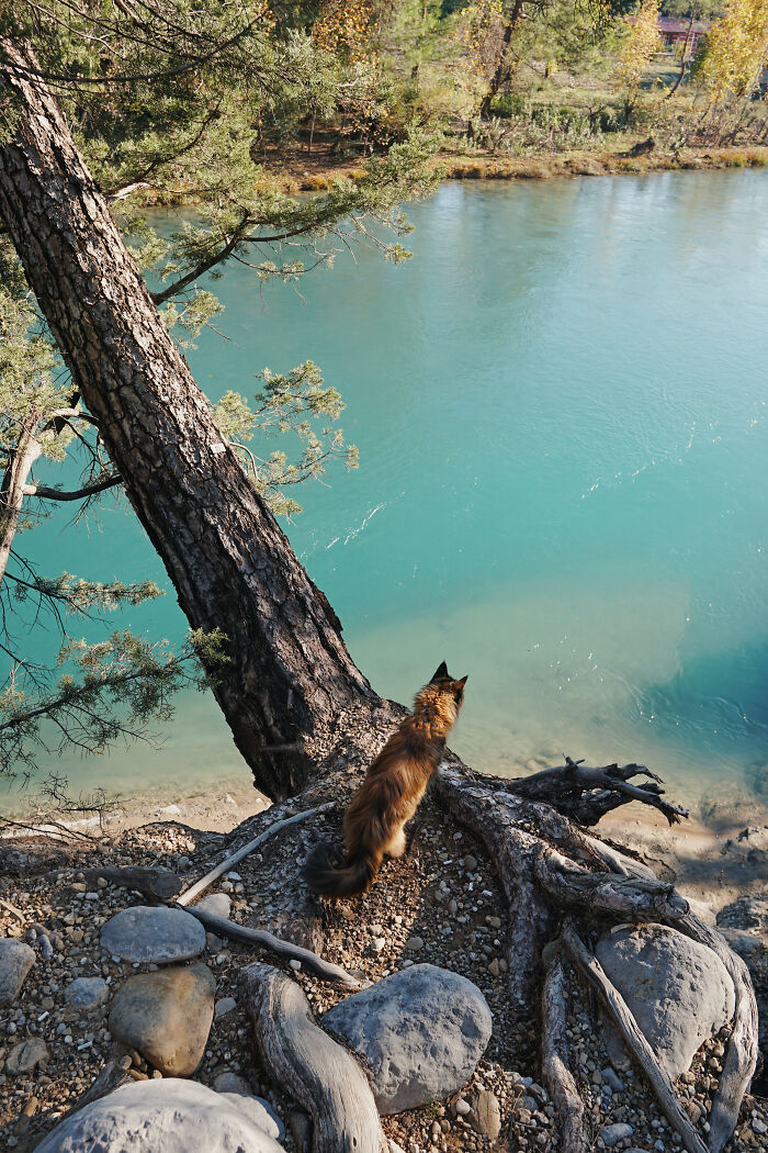 I Have Traveled To 33 Countries Together With My Maine Coon Cat, See The Highlights Of Our Journey To Turkey And Georgia I Have Traveled To 33 Countries Together With My Maine Coon Cat, See The Highlights Of Our Journey To Turkey And Georgia