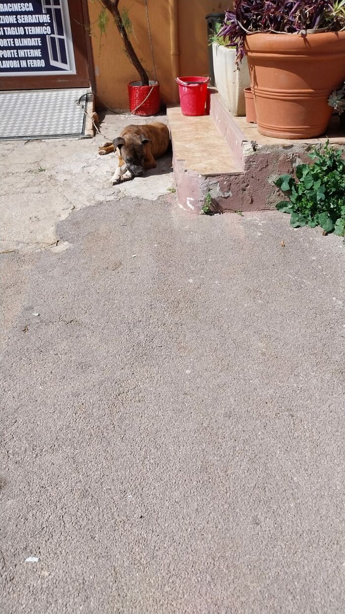 Dog Relaxes In The Sun