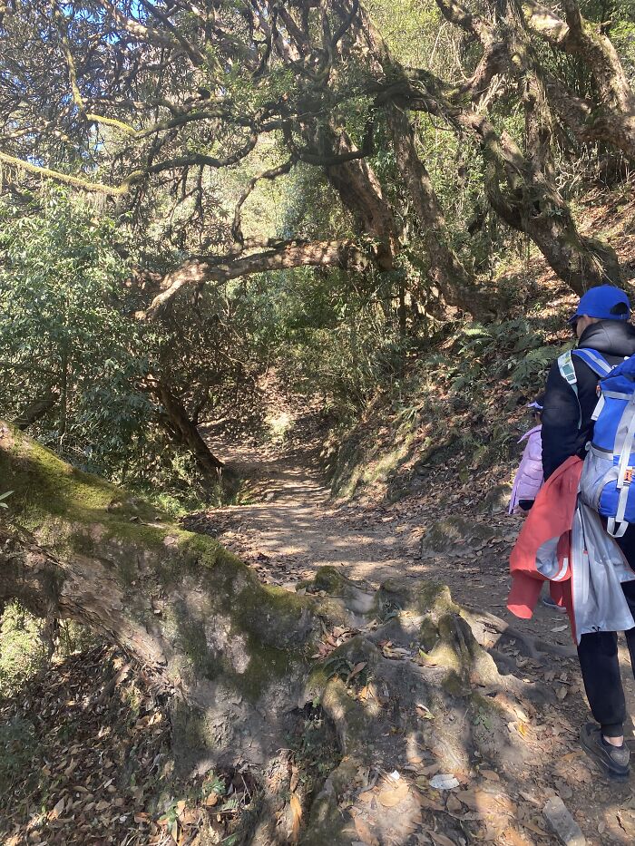 I Spent My Week Hiking The Ghorepani Poon Hill Route In Nepal With A Dog I Spent My Week Hiking The Ghorepani Poon Hill Route In Nepal With A Dog