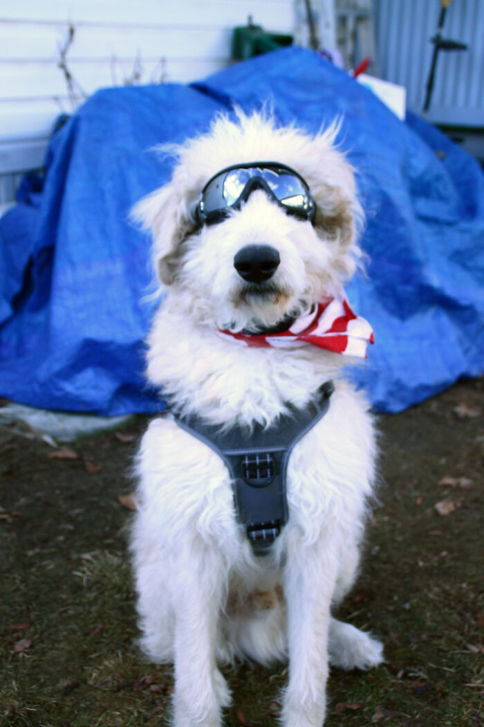 Cooper Ignasious..wonderdog! Ready For Car Ride And Open Field Run