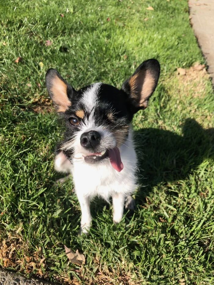 Lily Bean, When She Still Had Teefs