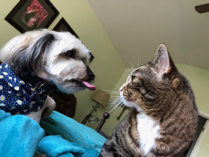 This Is What I Think Of Cats