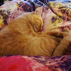 anyankaelizabeth avatar