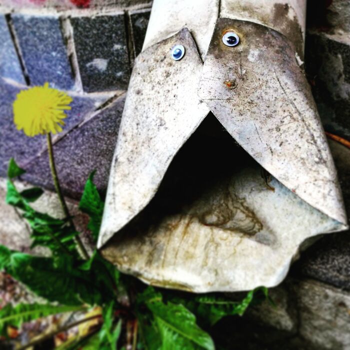 I'm The Old Fellow, Huba From Szeged, Hungary. I Spend My Days With My Very Best Friend, Pitypang The Young Dandelion Flower