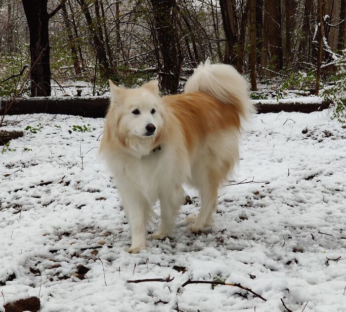 My Husky, Malamute, Wolf Mix In Her Element! I Sadly Lost Her 2 Months Ago Just Over 10 Yrs Old