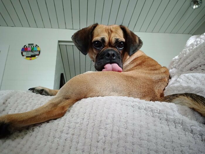 Laka The Puggle