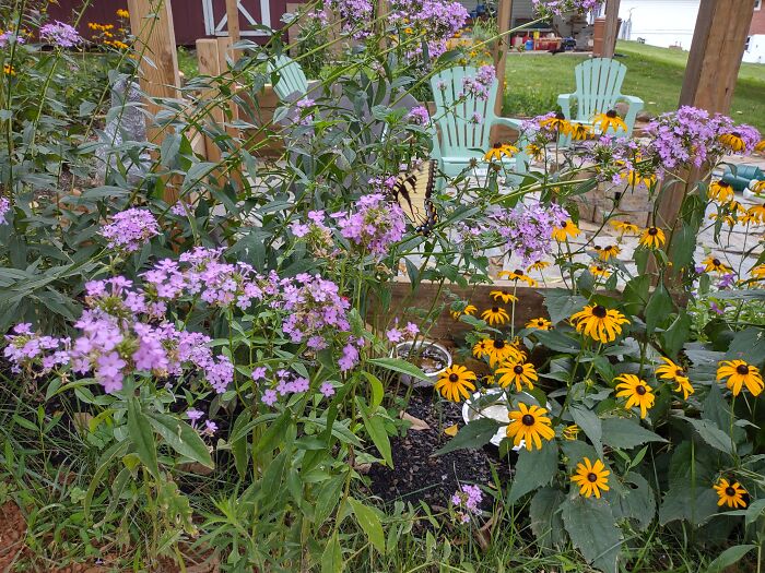 Butterfly Garden I Planted Last Year. Hoping It Comes Back!