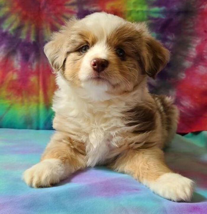 This Is My Dog! Nikko💕🥰😍