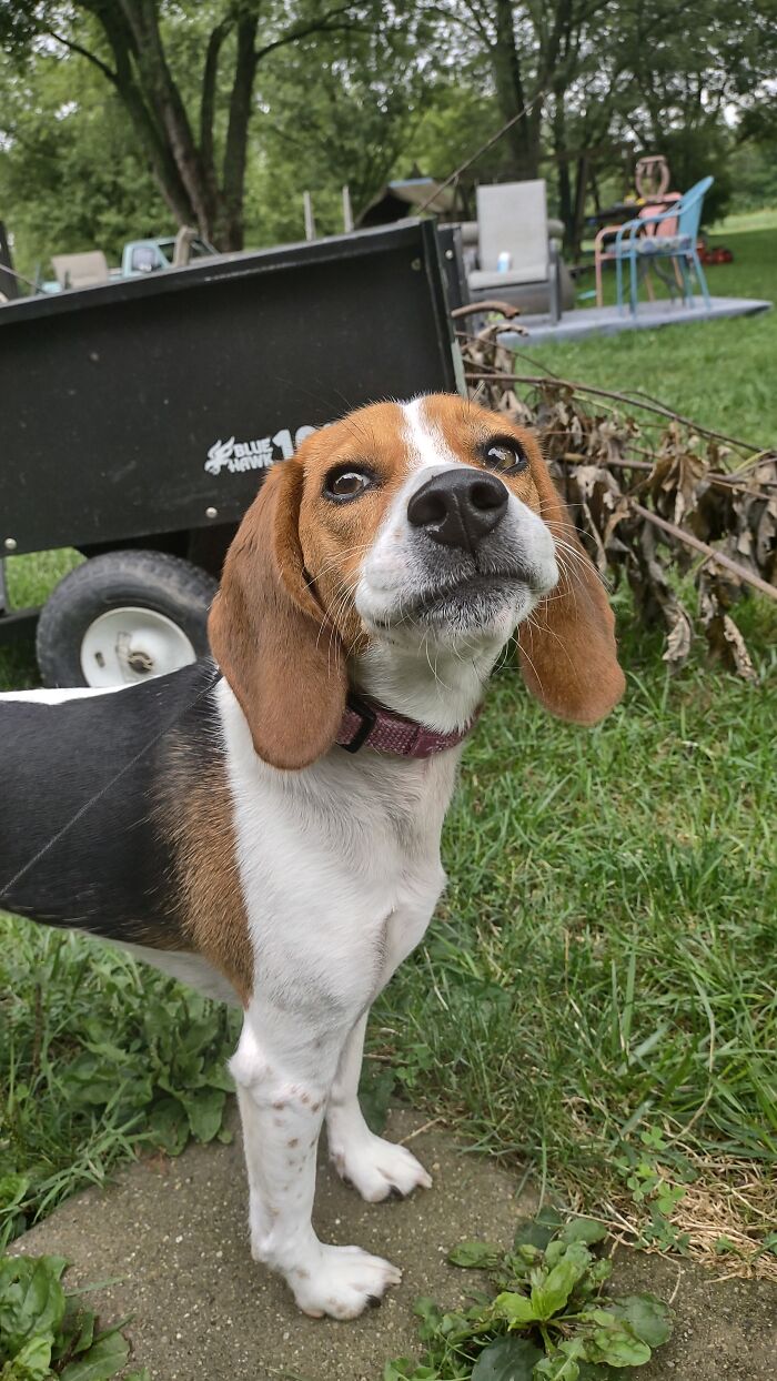 My Dog, Holly Noelle Sniffy The Air