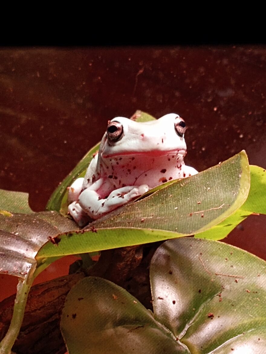 My Handsome Lil Froggo Kermit