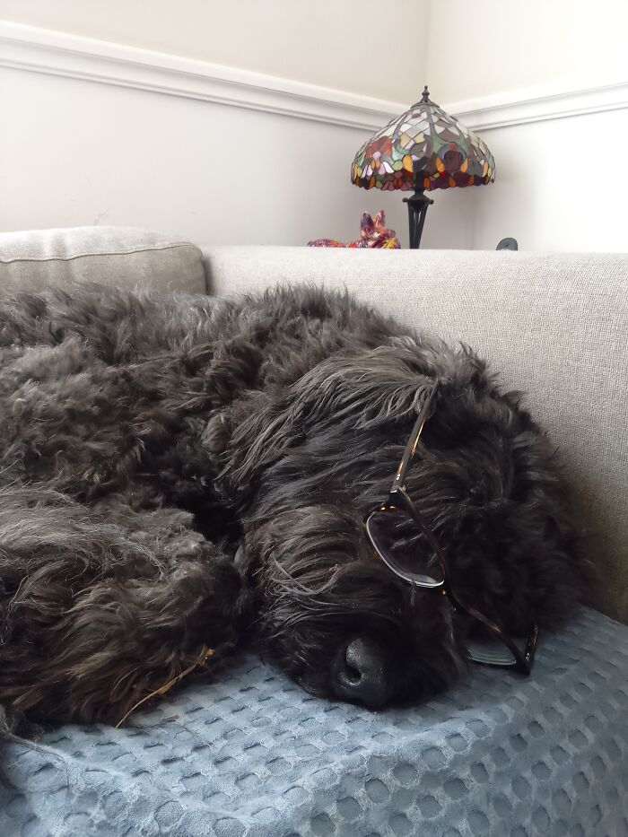 Tilly Fell Asleep Reading On My - I Mean 'Her' - Couch