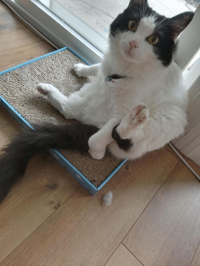 What A Distinguished Gentleman