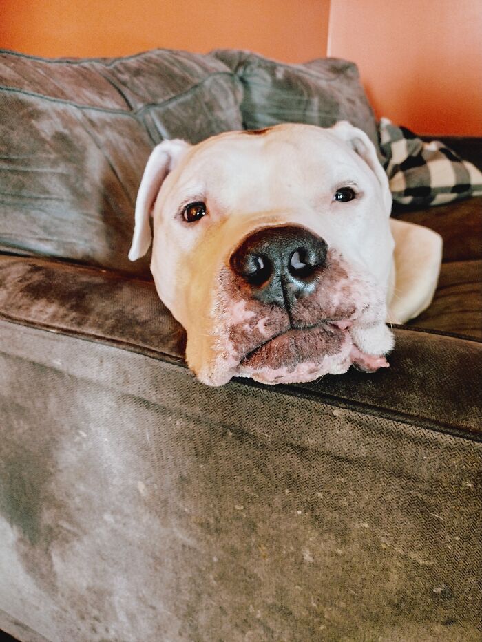 Finn, With His Face Flap Stuck In His Mouth