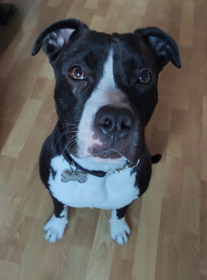 Apollo Is Waiting For A Bite Of His Well-Deserved Reward