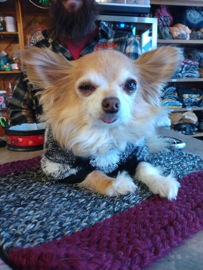 Munchie Does A Blep And A Winky