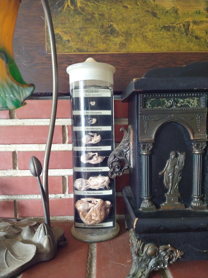 German Wet Mount Of Chicken Embryo Development. Second Hand Score!!