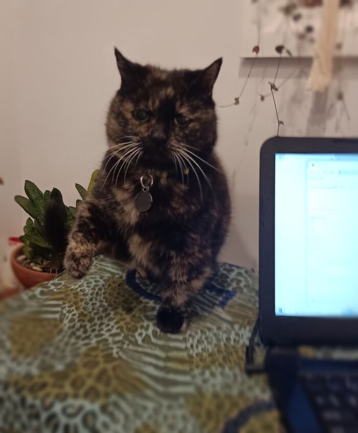 I Don't Care For Your Deadline