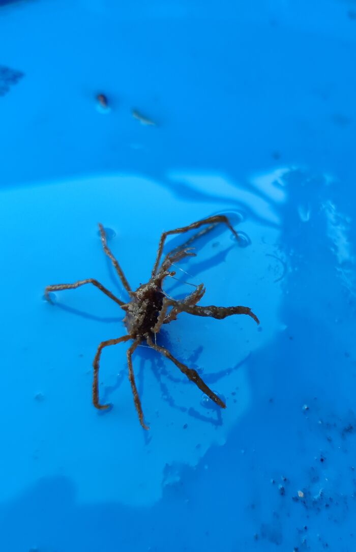Troll Crab On A Fishing Trip
