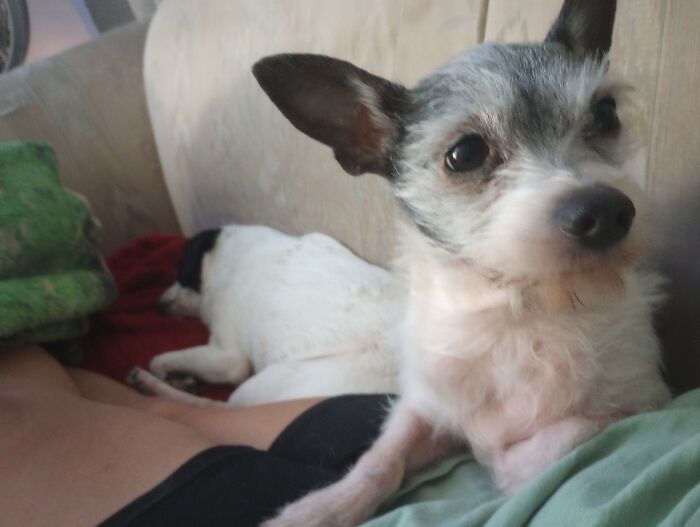 Not A Skill, But My Body Can Keep My Pups Comfy