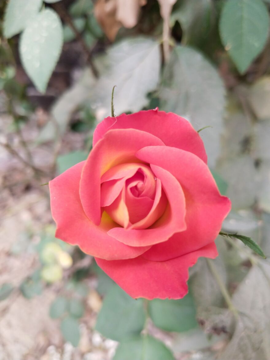 First Bloom Of My Yellow Red Rose This Year!