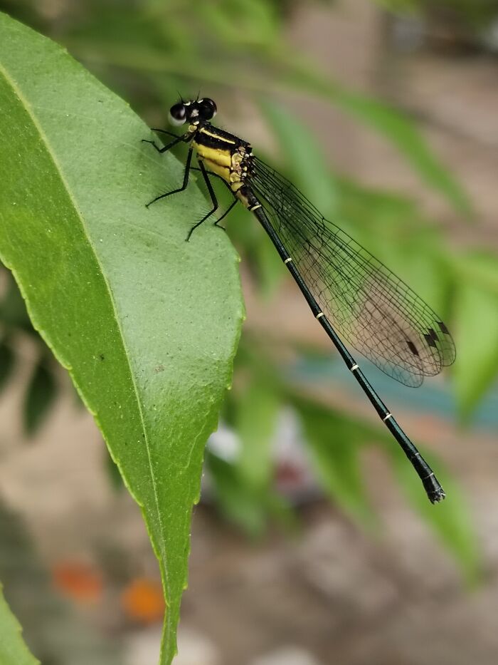 Damselfly!!!