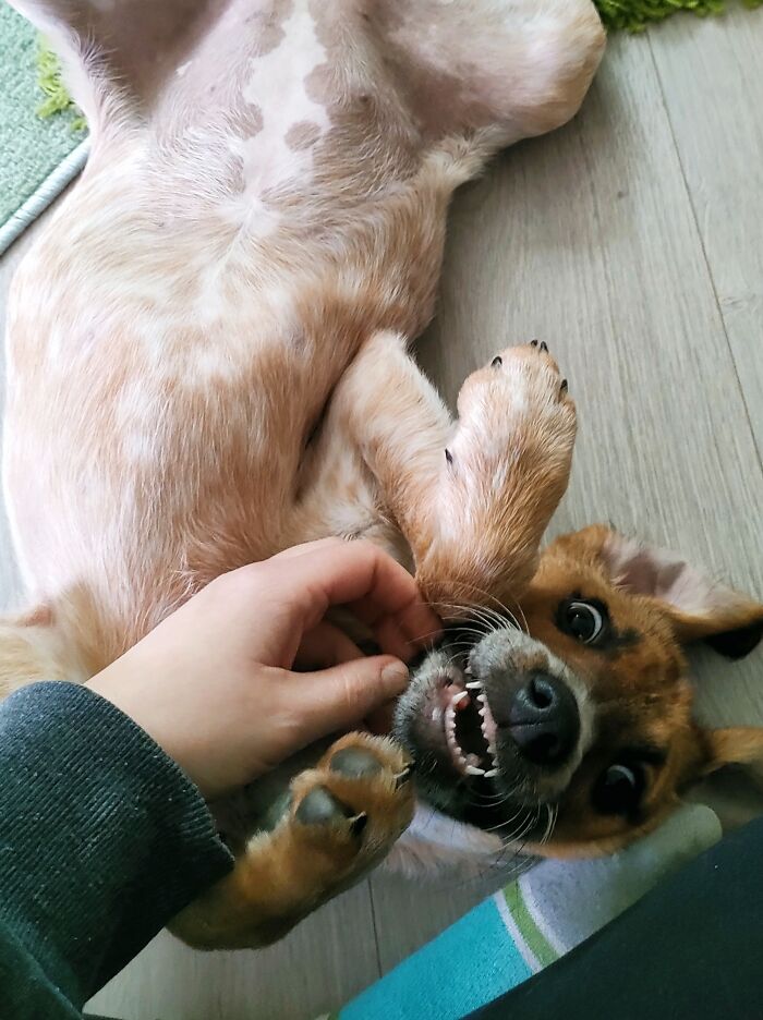 Molli! My Rescue Pupper (4,5 Months Old)! Welcome To The Family ❤️