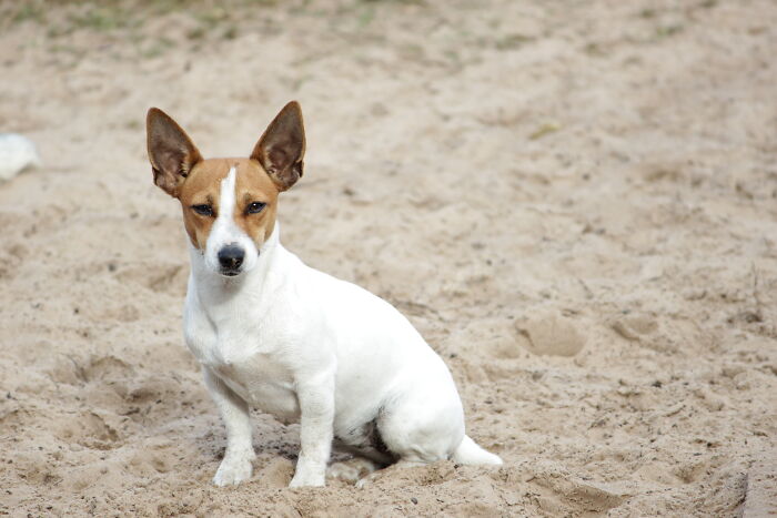 Lieutenant. R.i.p. Killed By The Cobra She Killed