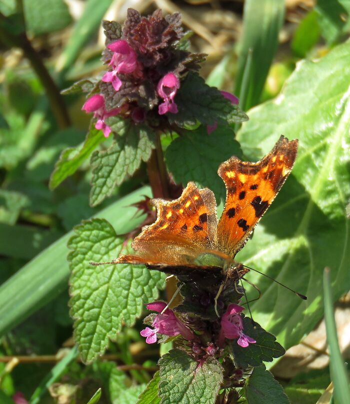 The First Butterfly On A Purple Dead-Nettle Flower