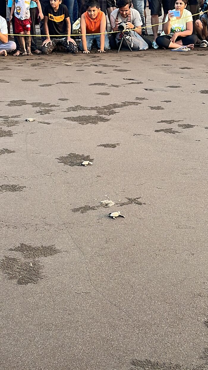 I Captured Olive Ridley Sea Turtle Taking First Step And Swim (4 Pics)