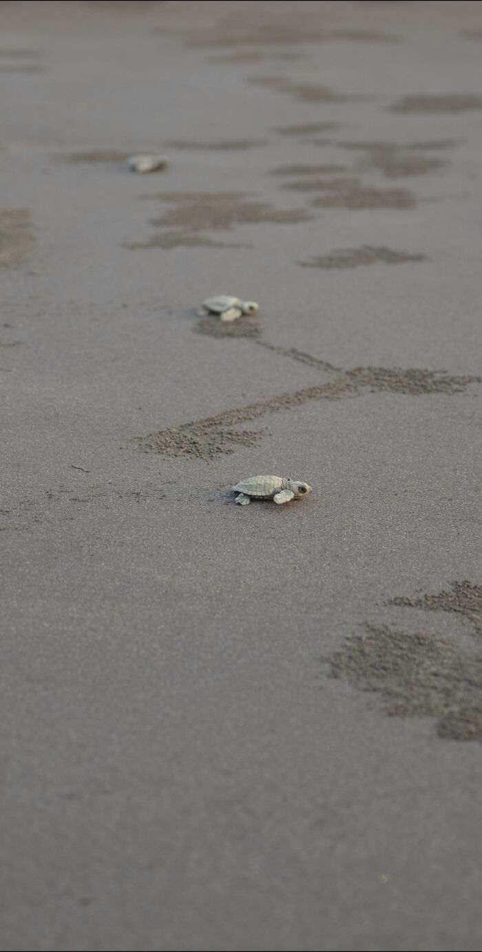 I Captured Olive Ridley Sea Turtle Taking First Step And Swim (4 Pics)