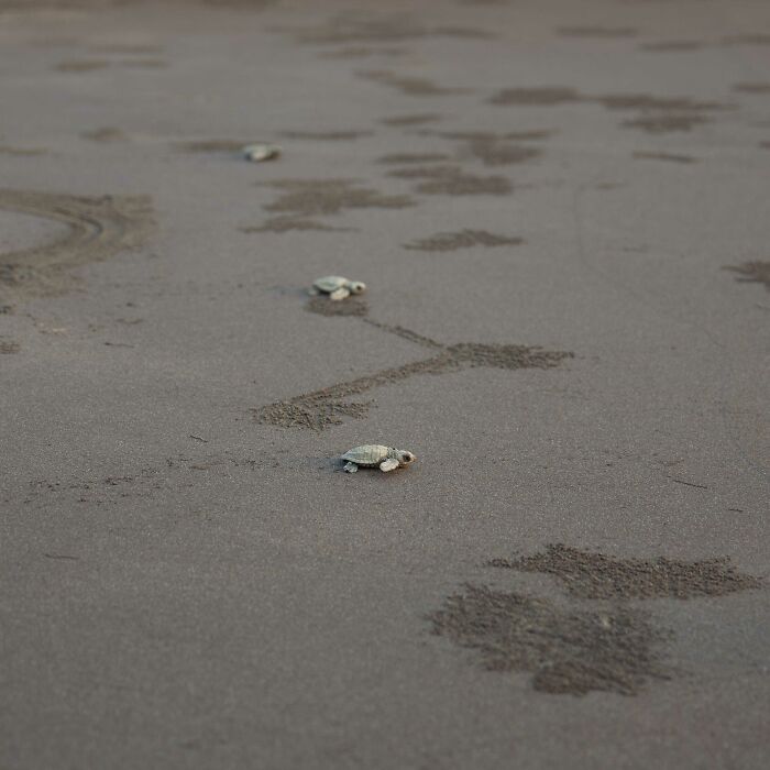 I Captured Olive Ridley Sea Turtle Taking First Step And Swim (4 Pics)