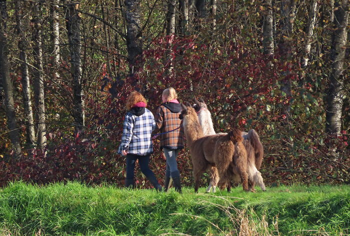 A Beautiful Day For A Walk, But What Kind Of Dogs Are These???🤣