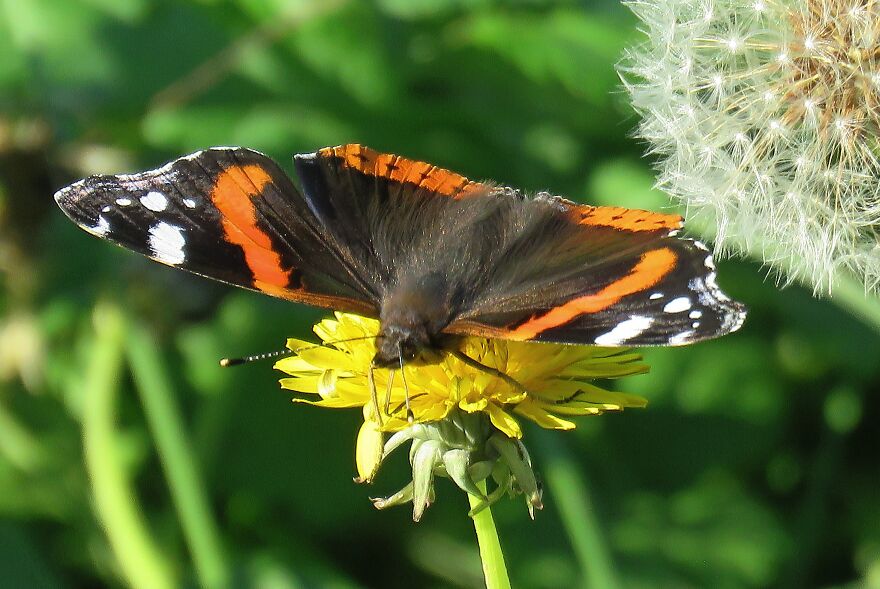 This Winter Has Been Particularly Warm, This Little Guy Has Been Tirelessly Flying Around The Dandelions Since Last Summer