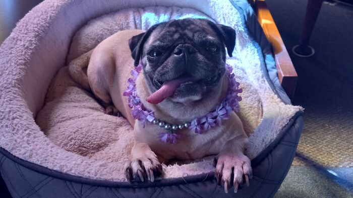 Moira Rose Wearing Her Lavender Necklace Sitting Patiently Beside Me During Sunday Church Service