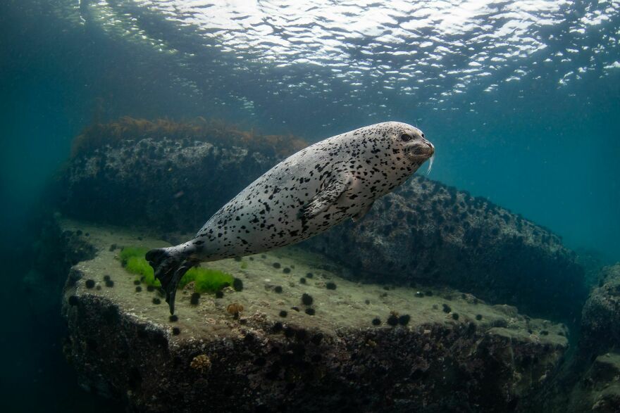 I Traveled To Moneron, A Small Volcanic Island Untouched By Man (10 Pics)