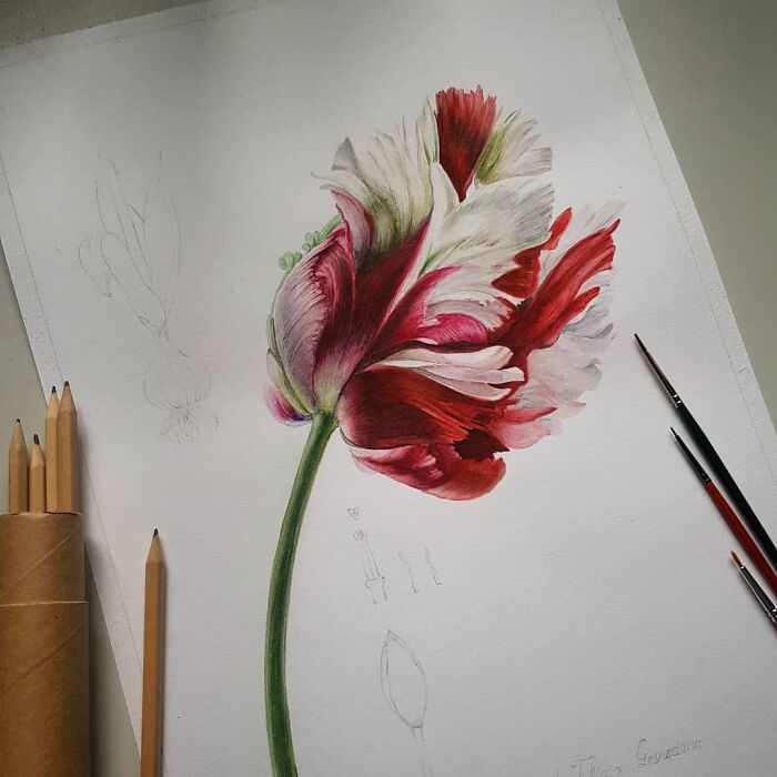 Parrot Tulip