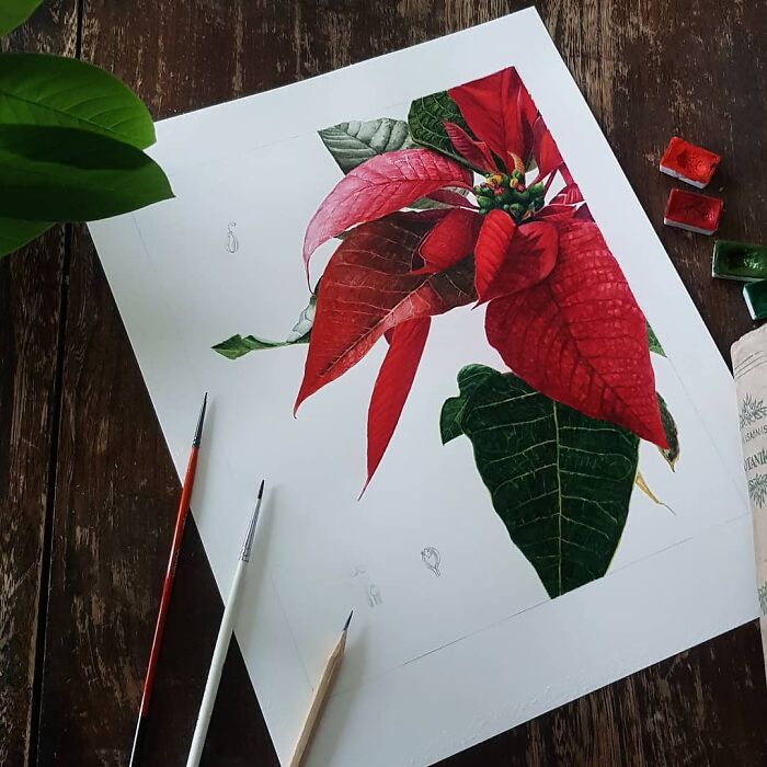 Euphorbia Subg. Poinsettia