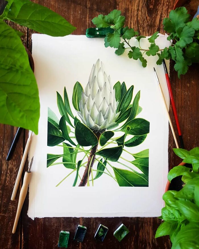 Protea