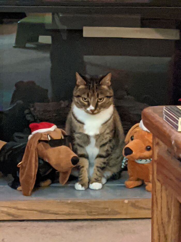 "Good Thing They're Fake!" Two Years Later We Got Two Real Ones! 😄