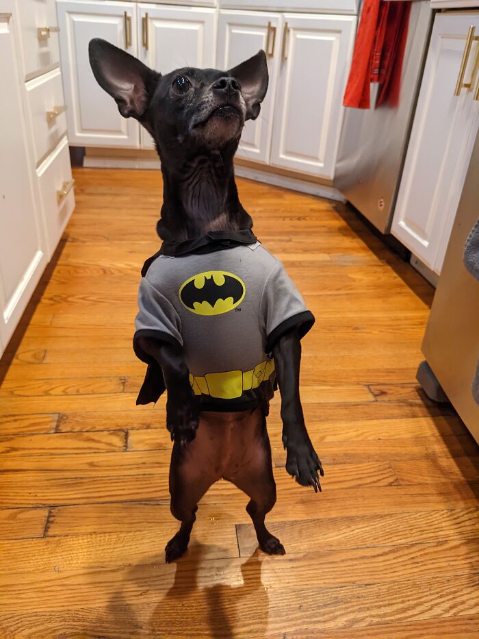 "Hey Robin, Toss Me A Treat."