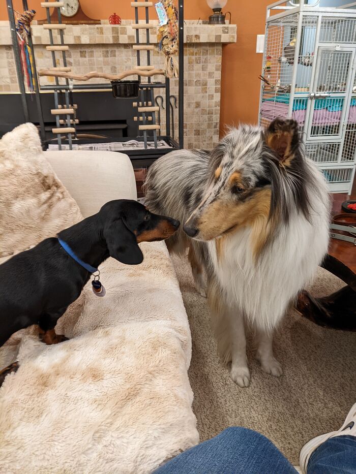 Cooper Being Calm With His Big "Cousin" Cal, Who Just Wants To Play