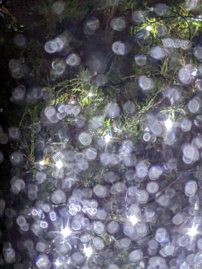 Christmas Lights X Rainwater Collab