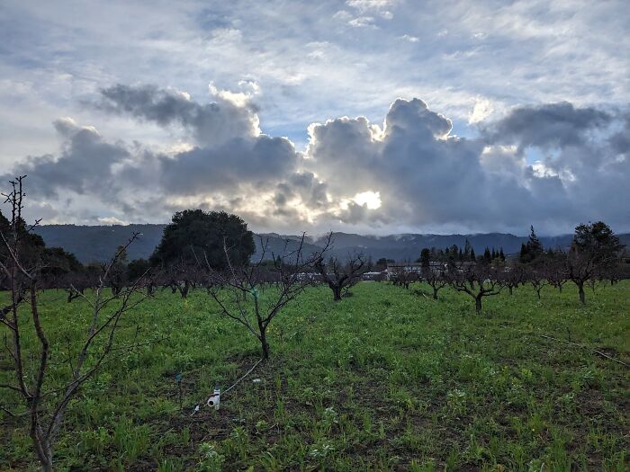 The Orchard Behind My Local Library
