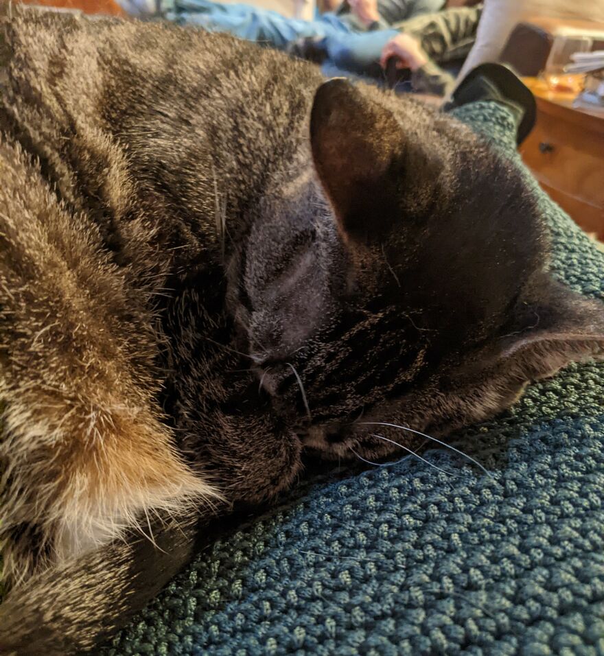 Penny The Cat With Her Face Tucked Into Her Arms