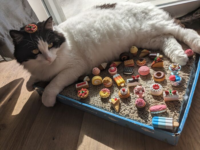 These Little Japanese Erasers (Am Trying To Convince My Mother To Let Me Also Collect Cats)