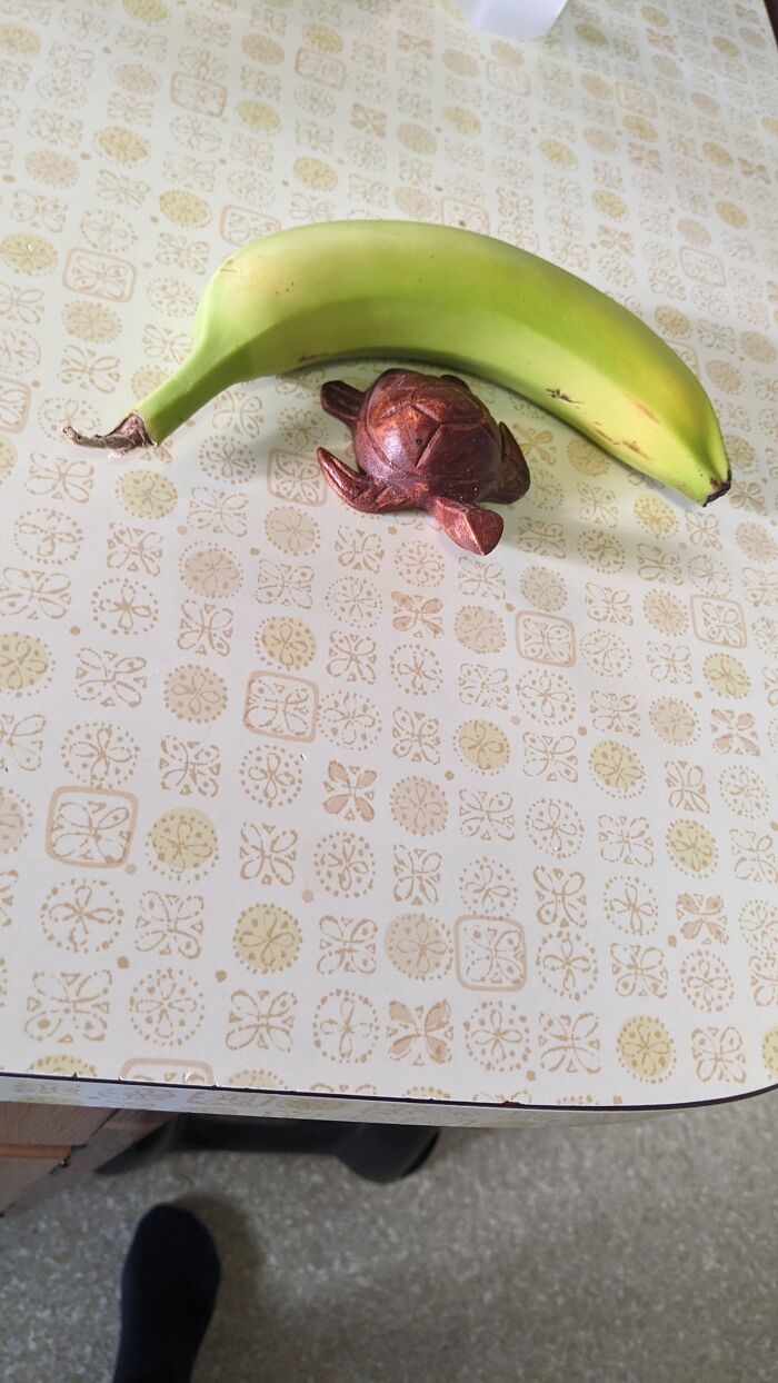 Little Wooden Turtle 