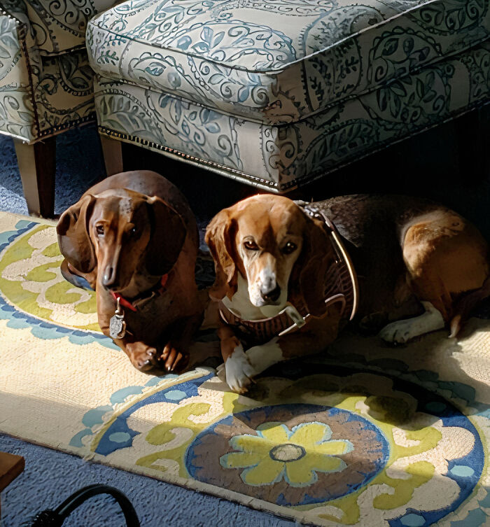 Couple Of Dogs Laying On The Carpet 