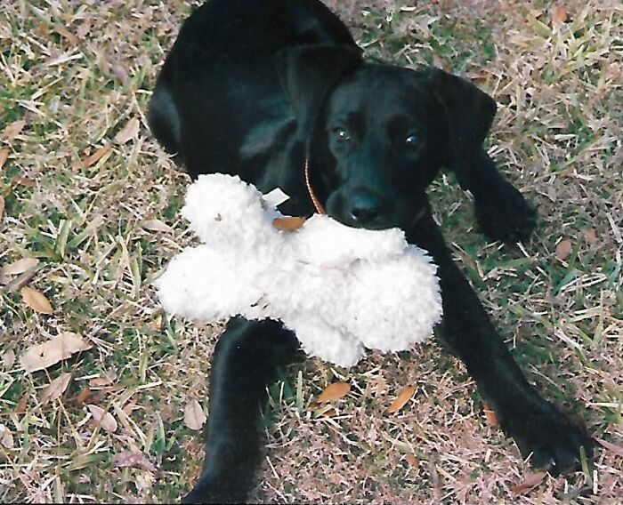 Raven Was A Goodest Girl ... We Lost Her At The Age Of 14, 2 Years Ago. My Husband Misses Her