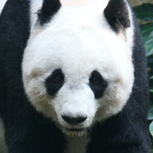 adielvelasquez avatar