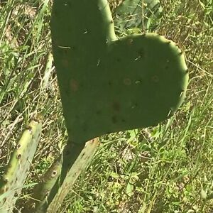 lillianwalker avatar